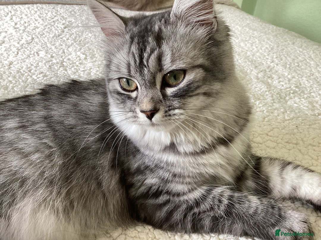 Ragdoll cats for sale: Adorable Ragdoll x Chinchilla Tabby - Image 23