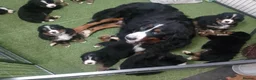 Bernese Mountain Dog dogs for sale: Bernese mountain dogs - 3 puppies left - Advert 5