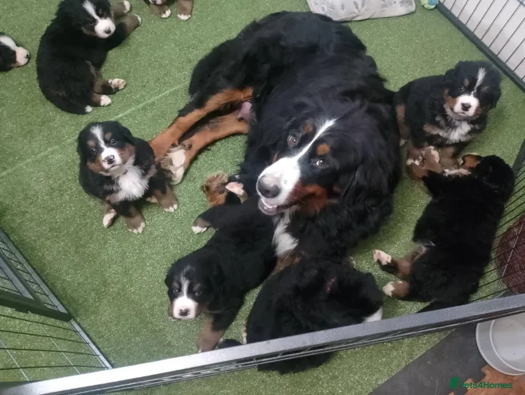 Bernese Mountain Dog dogs for sale: Bernese mountain dogs - 3 puppies left - Advert 5