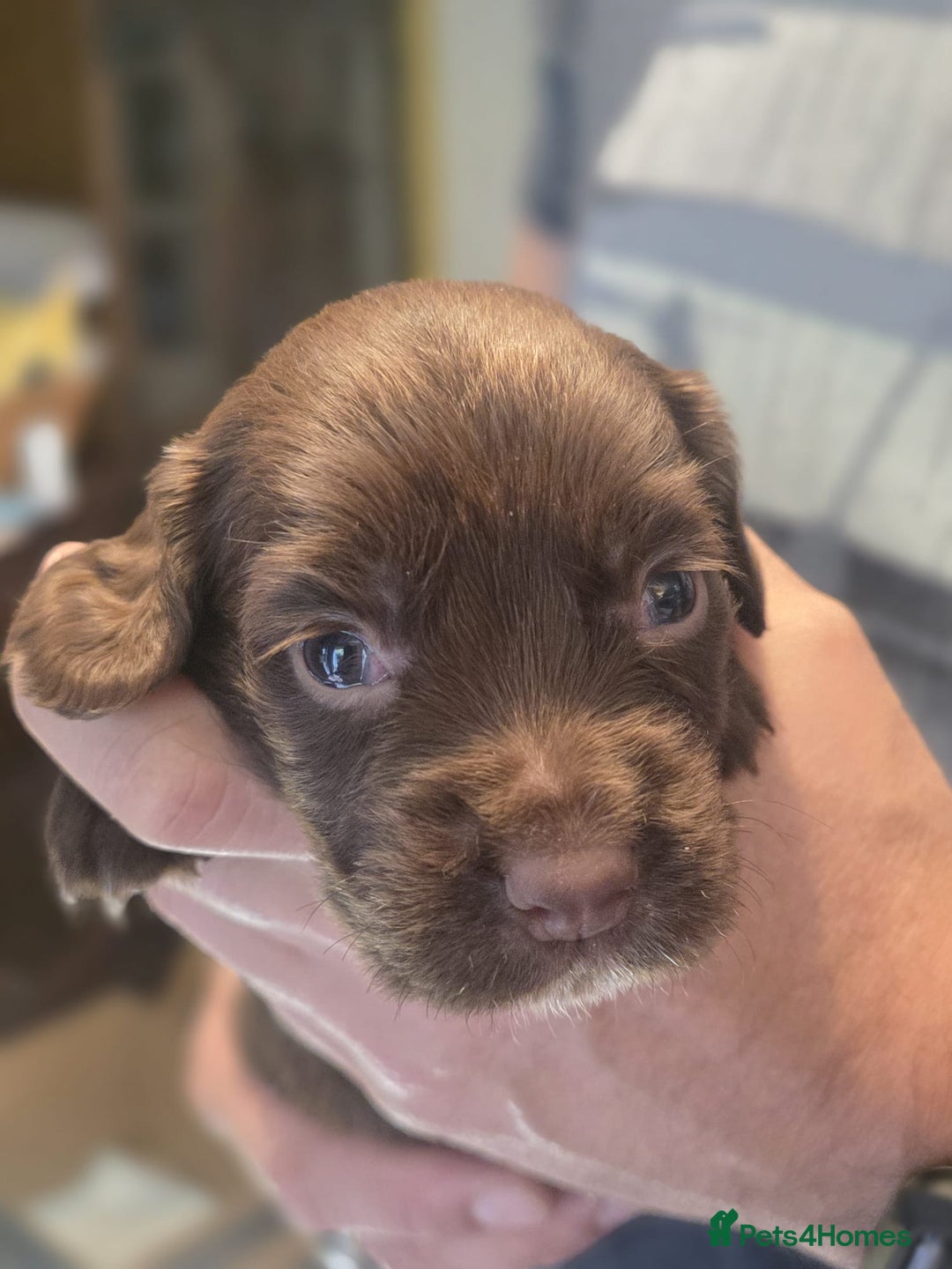 Sprocker dogs for sale: Chocolate & White Sprockers - ALL RESERVED - Image 5