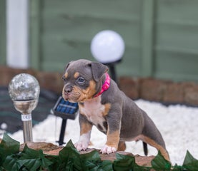 American Bully Puppy 8