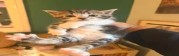 Mixed Breed cats for sale: Adorable kittens for sale - Advert 5
