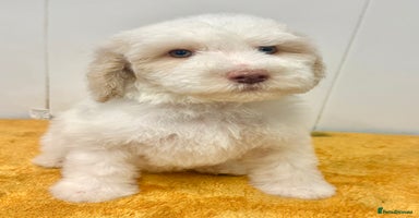Labradoodle dogs - Advert 2