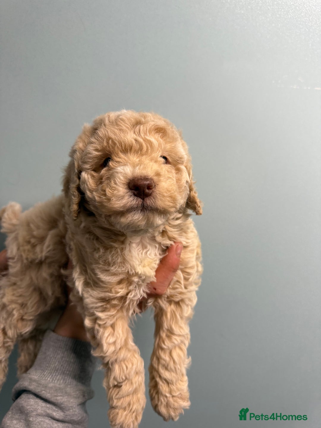 Cockapoo dogs for sale: F1b cracking cockapoos  - Advert 3