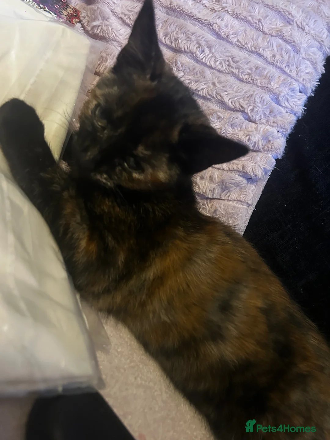 Mixed Breed cats for sale: Kitten for sale x  - Advert 2