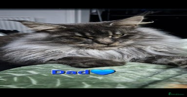 Maine Coon cats - Advert 13
