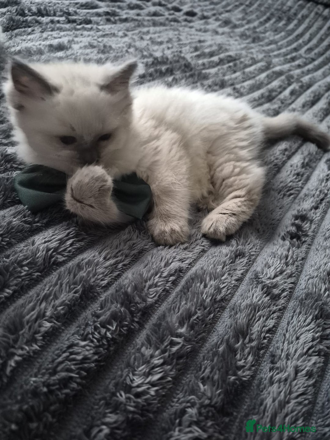 Ragdoll cats for sale: Adorable Ragdoll Kittens GCCF  Active registered  - Advert 10