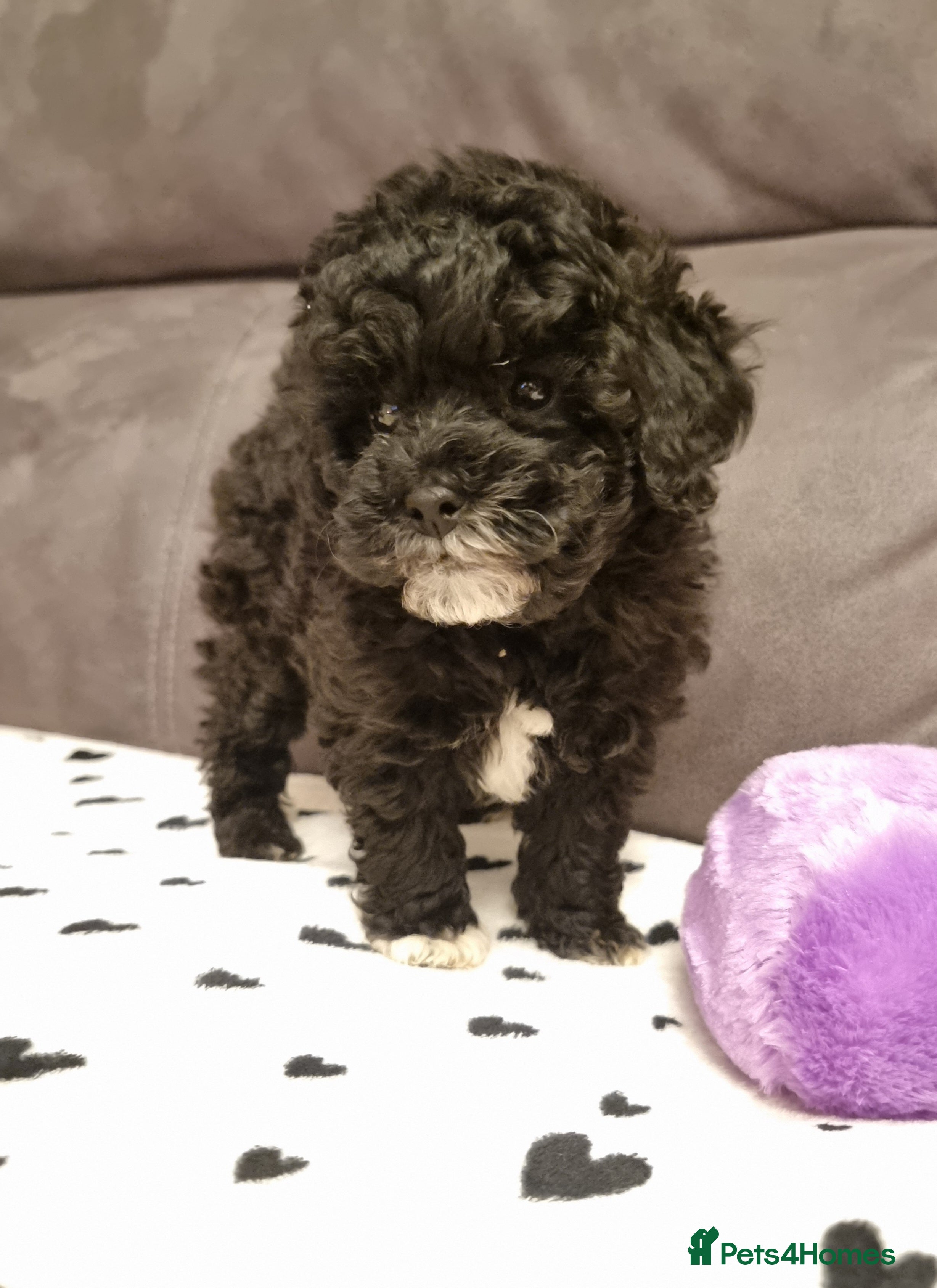 Shihpoo dogs Adorable best friend Shihpoo pups Fully Vaccinated - Advert 3