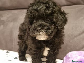 Shihpoo dogs Adorable best friend Shihpoo pups Fully Vaccinated - Advert 3