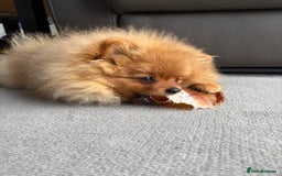 Pomeranian dogs for sale: 6 month old pomeranian  - Image 9