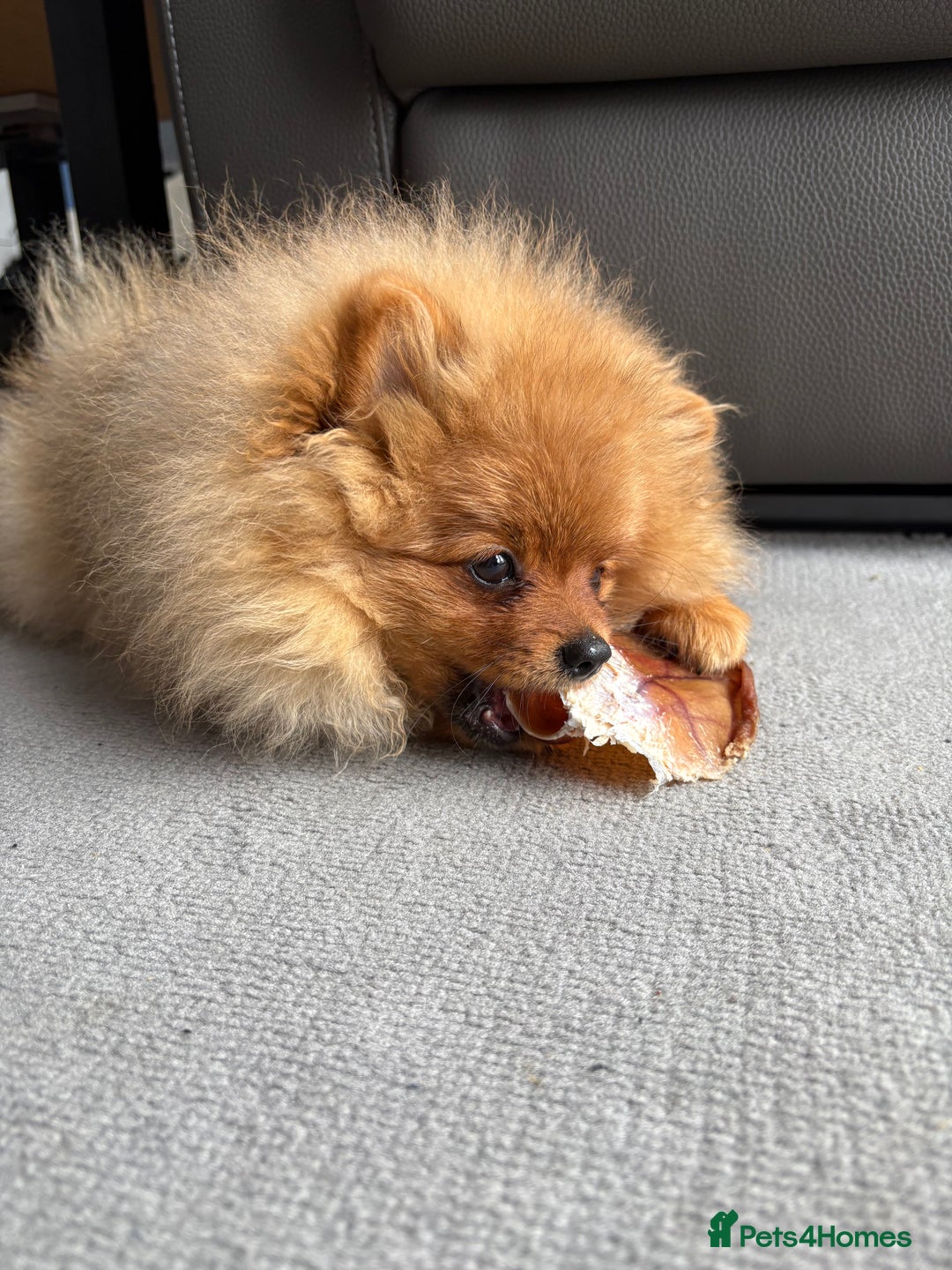 Pomeranian dogs for sale: 6 month old pomeranian  - Image 9