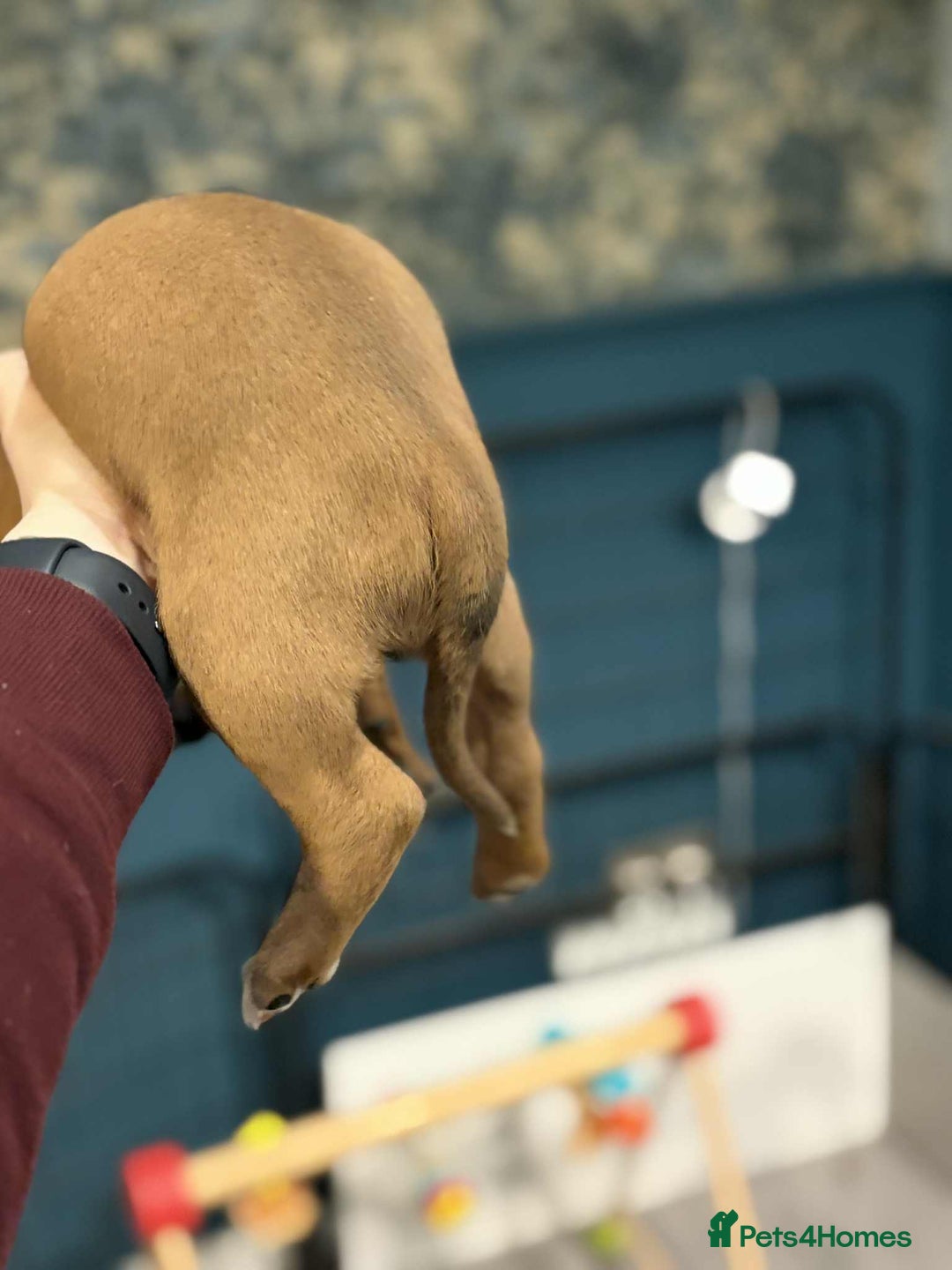 Boxer dogs for sale: ** 1 left*Beautiful bobtail & longtail kc boxer  - Advert 27