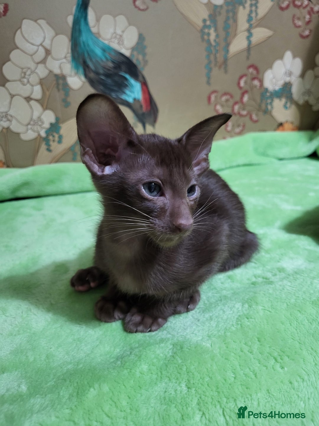 Oriental cats for sale: 7 GCCF Oriental & Siamese Kittens - Advert 8