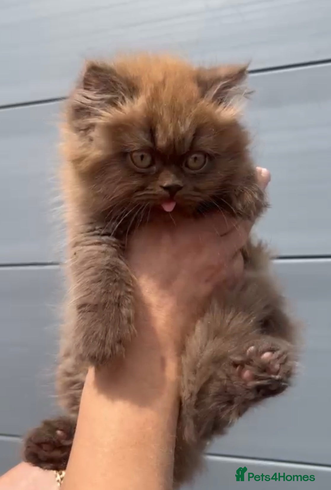 British Shorthair cats Beautiful chunky cinnamon boys looking new home - Advert 12