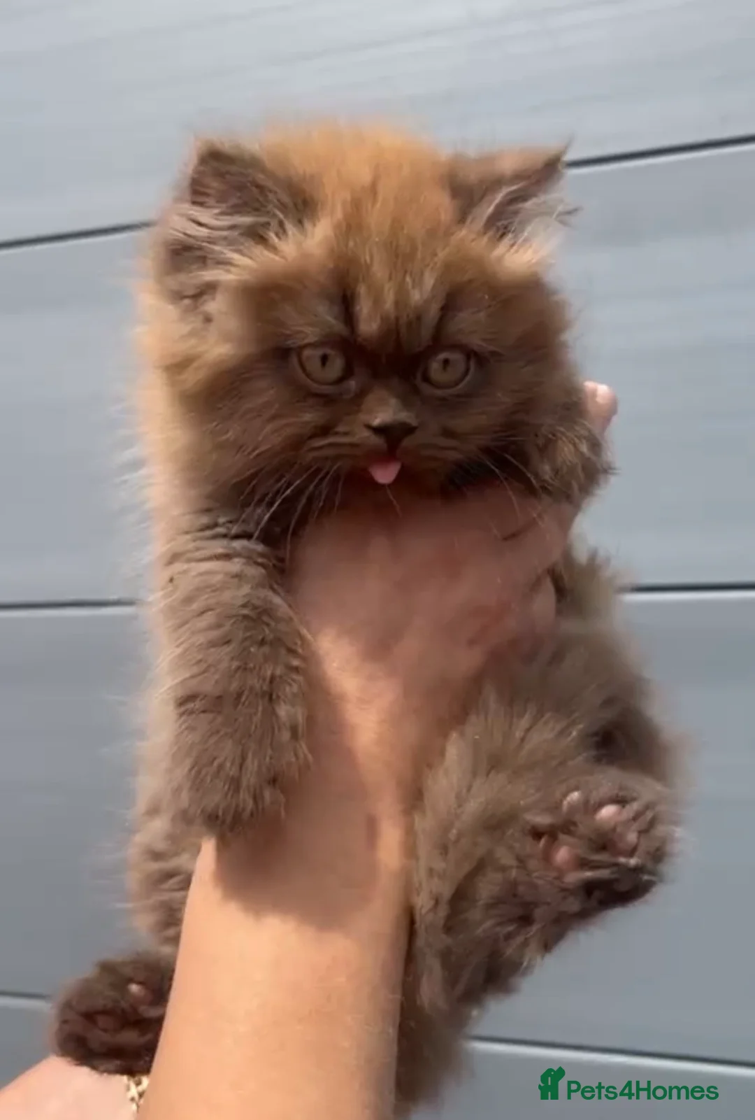 British Shorthair cats for sale: Beautiful chunky cinnamon boys looking new home - Advert 2