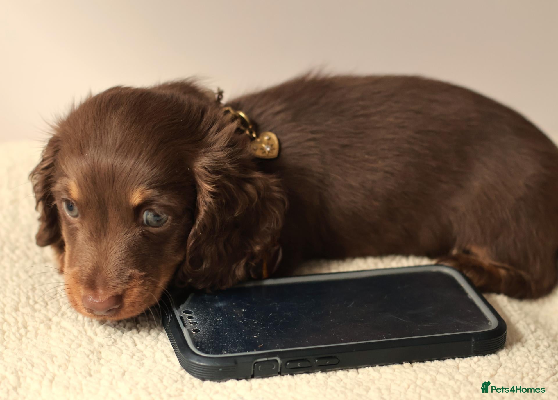 Miniature Dachshund dogs 5*Licensed Holistic +Kc reg+Pra Clear+Vet Checked - Advert 2