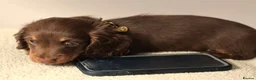 Miniature Dachshund dogs for sale: 5*Licensed Holistic +Kc reg+Pra Clear+Vet Checked - Advert 2