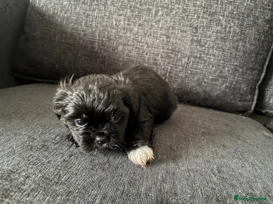 Mixed Breed dogs for sale: Shih Tzu cross puppies ready  - Advert 3