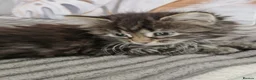 Siberian cats for sale: 6 hypoallergenic Siberian kittens  in London - Advert 13