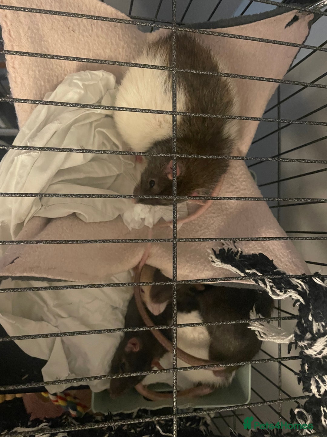 Rat rodents for sale: Rats need rehoming!! - Image 4