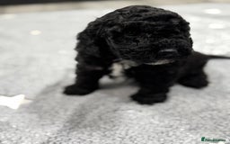 Cockapoo dogs for sale: Beautiful Cockapoos Full Health Tested  - Image 4