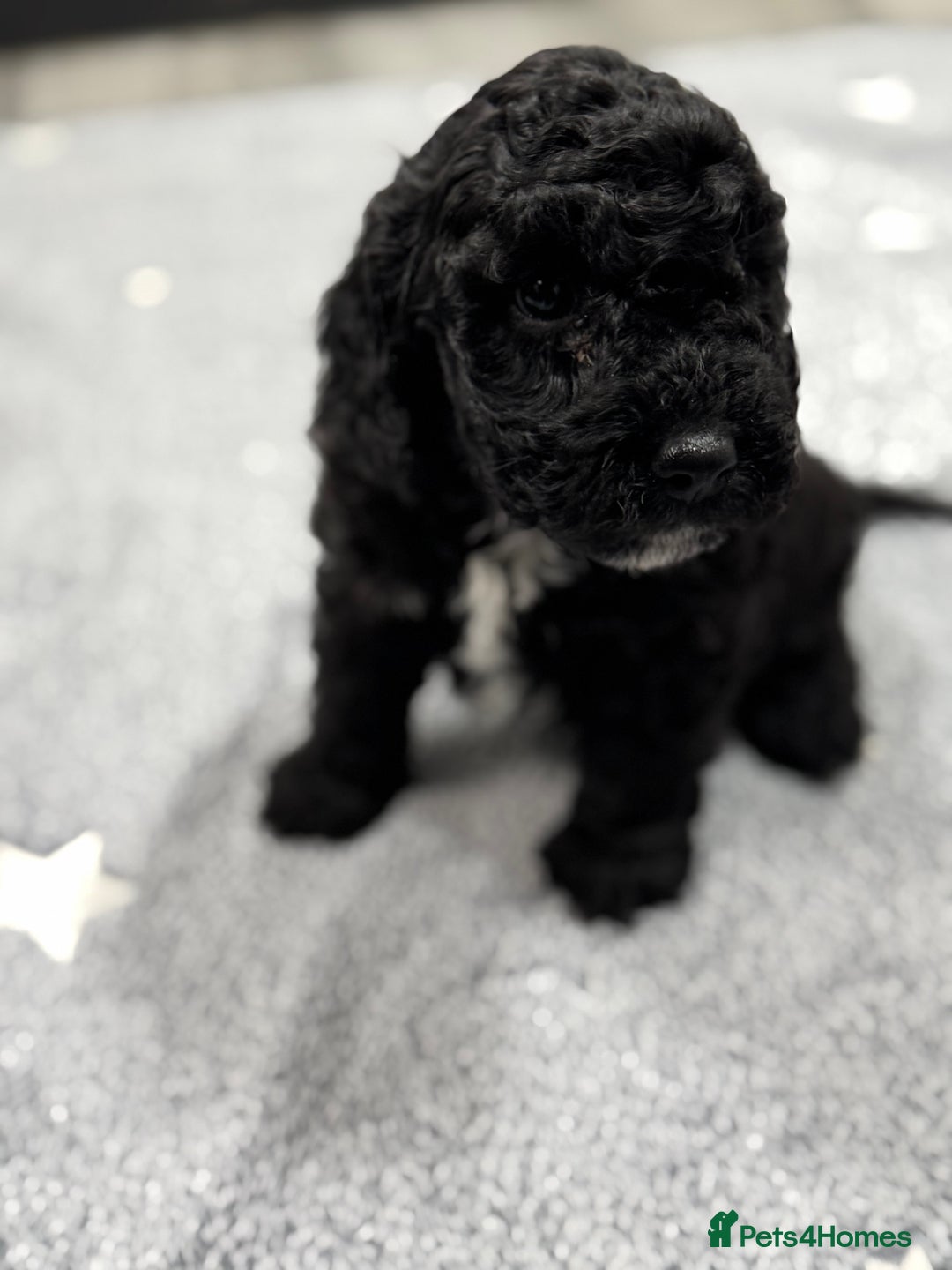 Cockapoo dogs for sale: Beautiful Cockapoos Full Health Tested  - Image 4