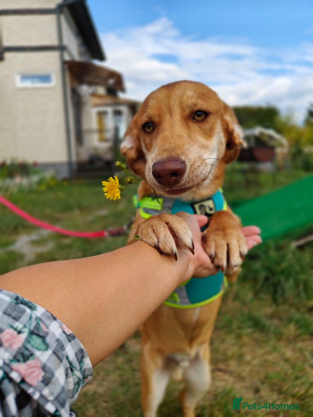 Mixed Breed dogs for adoption:  💙PRINCE💙: 8-month-old small-/low-medium boy - Advert 1