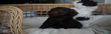 Schnoodle 1