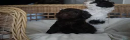 Schnoodle dogs for sale: Beautiful Schnoodle puppies  - Advert 8