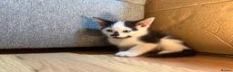 Korat cats for sale: Kittens Looking for Their Forever Homes - Advert 23