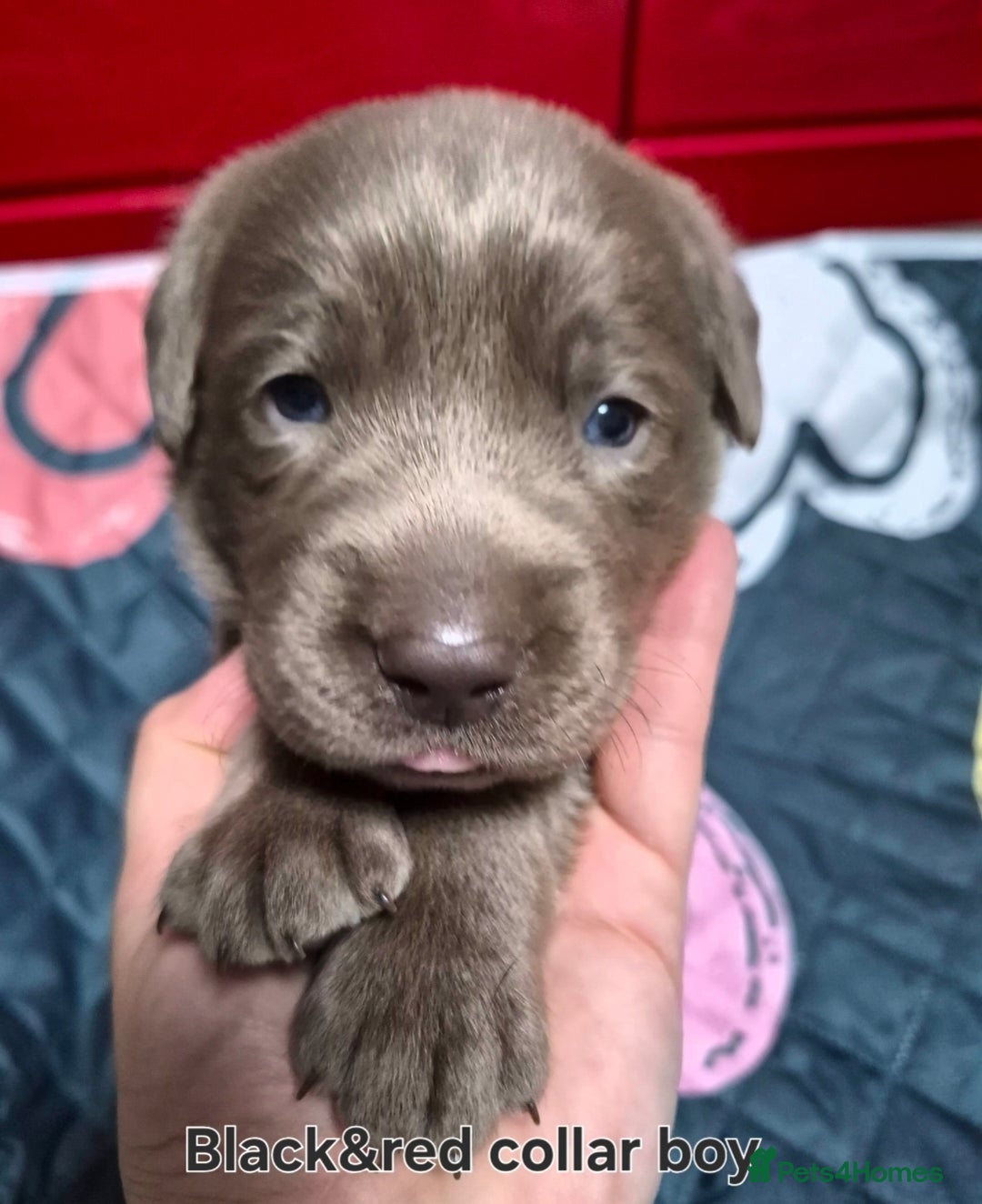 Labrador Retriever dogs for sale: 💎 Stunning Litter of 8 Silver Labradors 💎 - Advert 5
