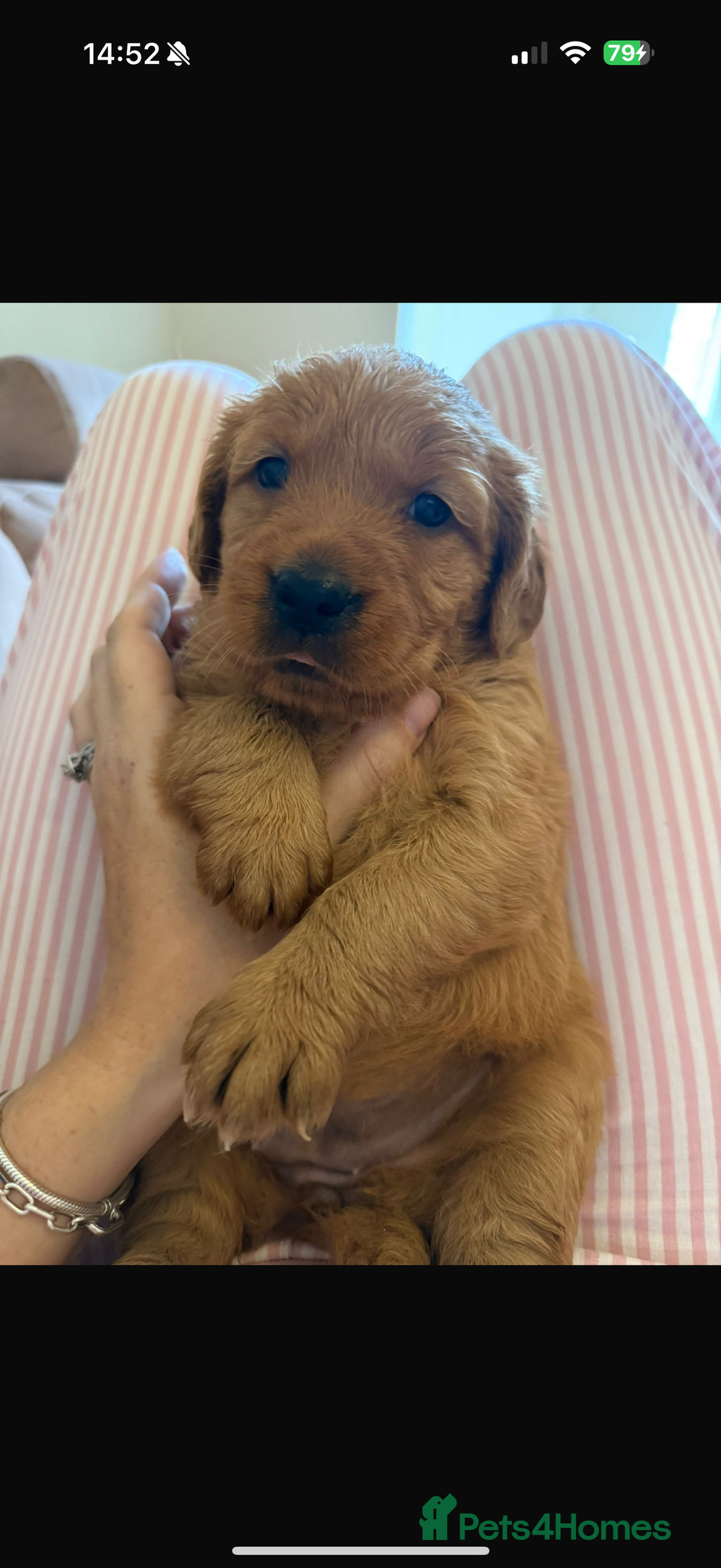 Golden Retriever dogs for sale: KC Registered Championship Line Golden Retrievers - Advert 16