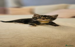 Domestic Shorthair cats for sale: 4 Adorable boys Looking for a Loving Home - Image 1