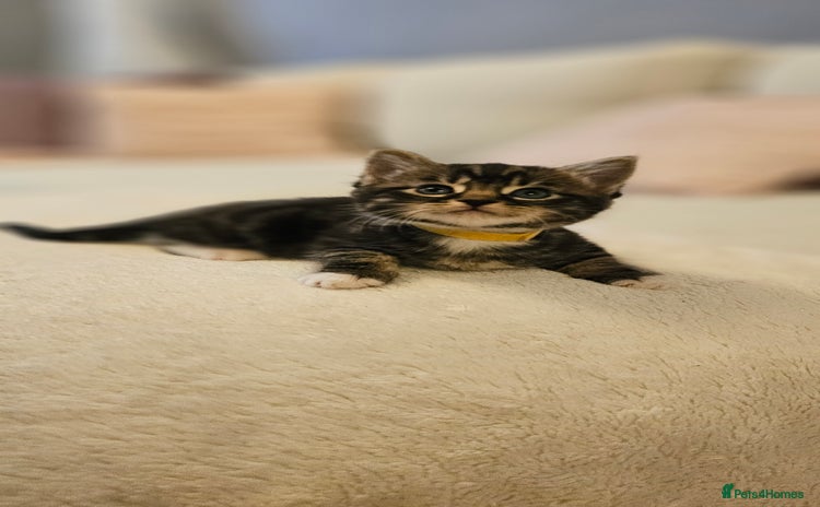 Domestic Shorthair cats - Advert 2
