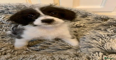 Jackapoo dogs - Advert 2