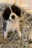 Jackapoo dogs - Advert 2