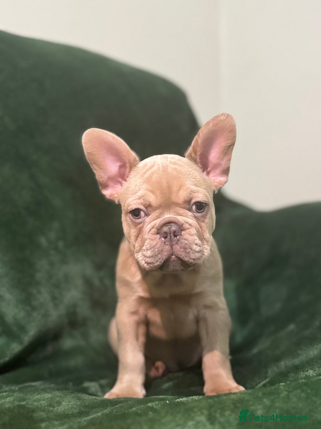 French Bulldog dogs for sale:  KC Registered French Bulldog Puppies - Advert 3
