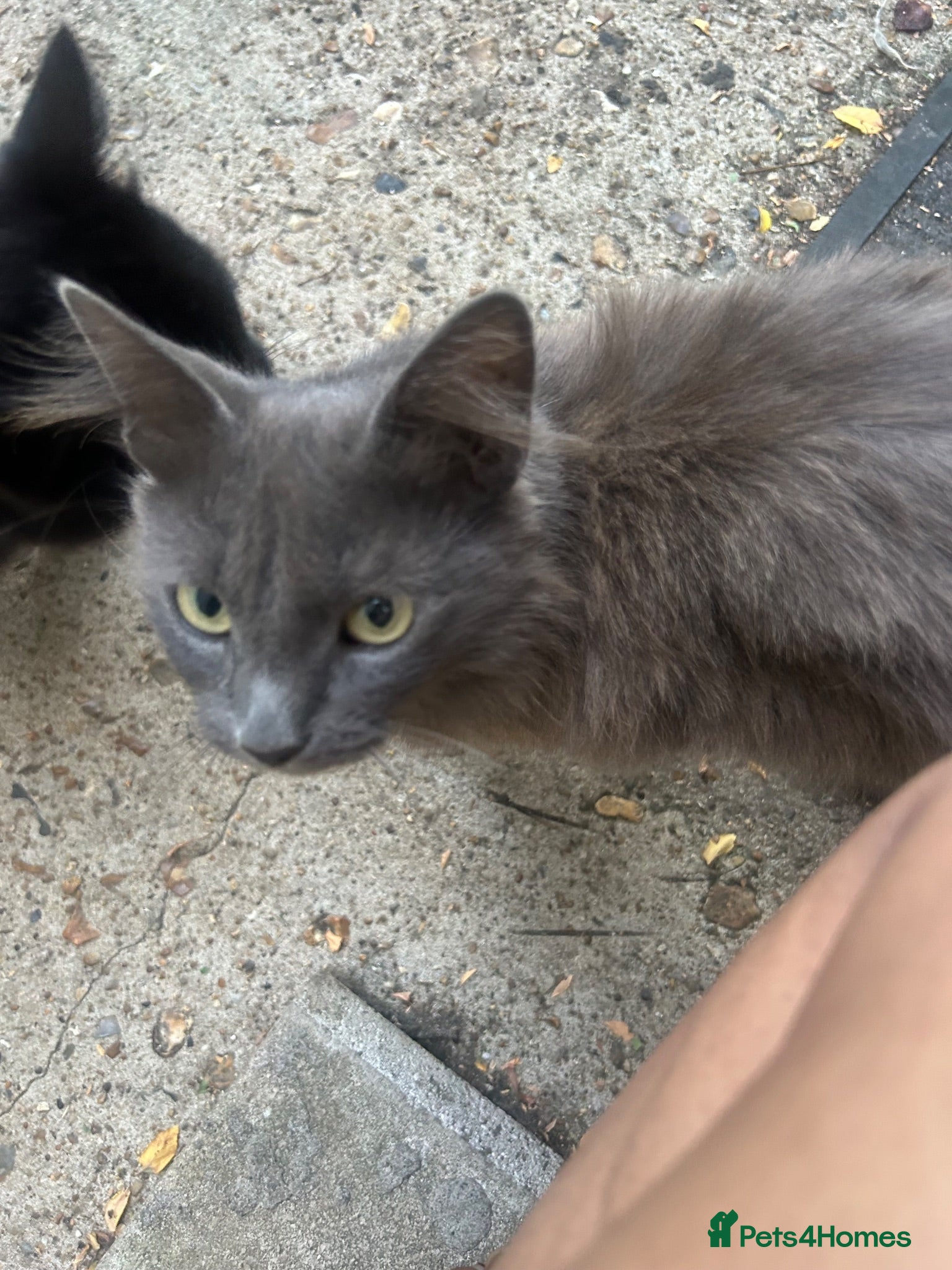 Mixed Breed cats 4 Adorable Tuxedo x Russian Blue Kittens For Sale - Advert 1