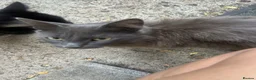 Mixed Breed cats for sale: 4 Adorable Tuxedo x Russian Blue Kittens For Sale - Advert 1