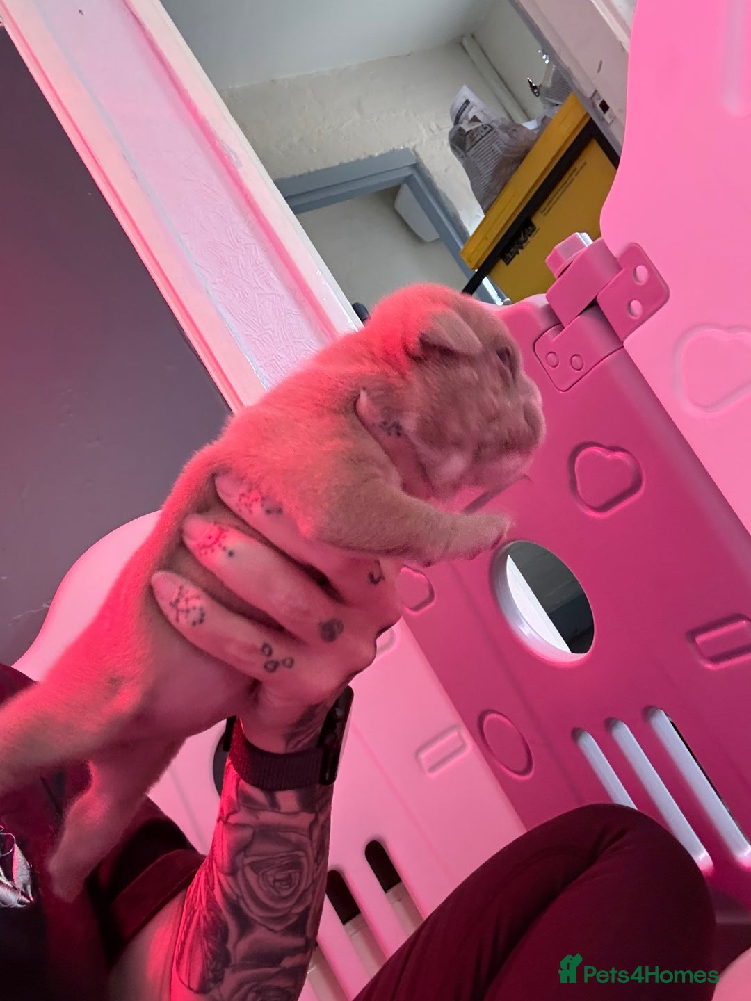 English Bulldog dogs for sale: Beautiful litter of blue fawn English bulldogs - Image 6