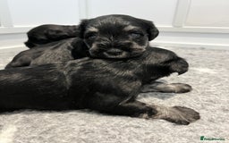 Miniature Schnauzer dogs for sale: Adorable black n silver Mini Schnauzer  - Image 2
