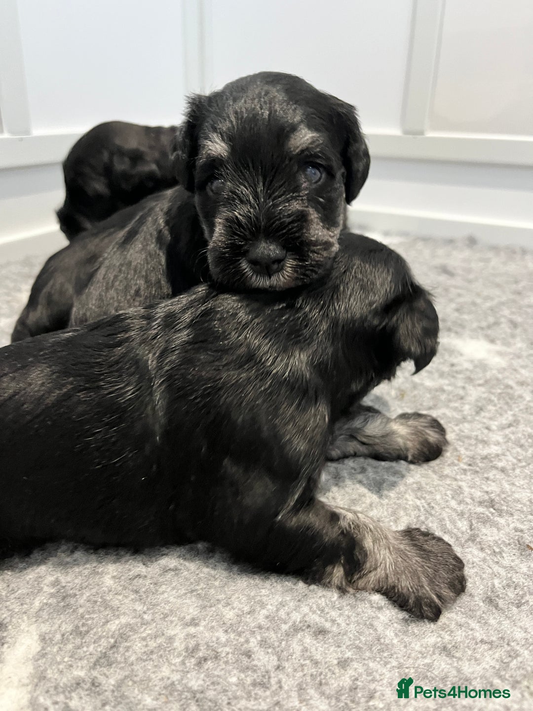 Miniature Schnauzer dogs for sale: Adorable black n silver Mini Schnauzer  - Image 2