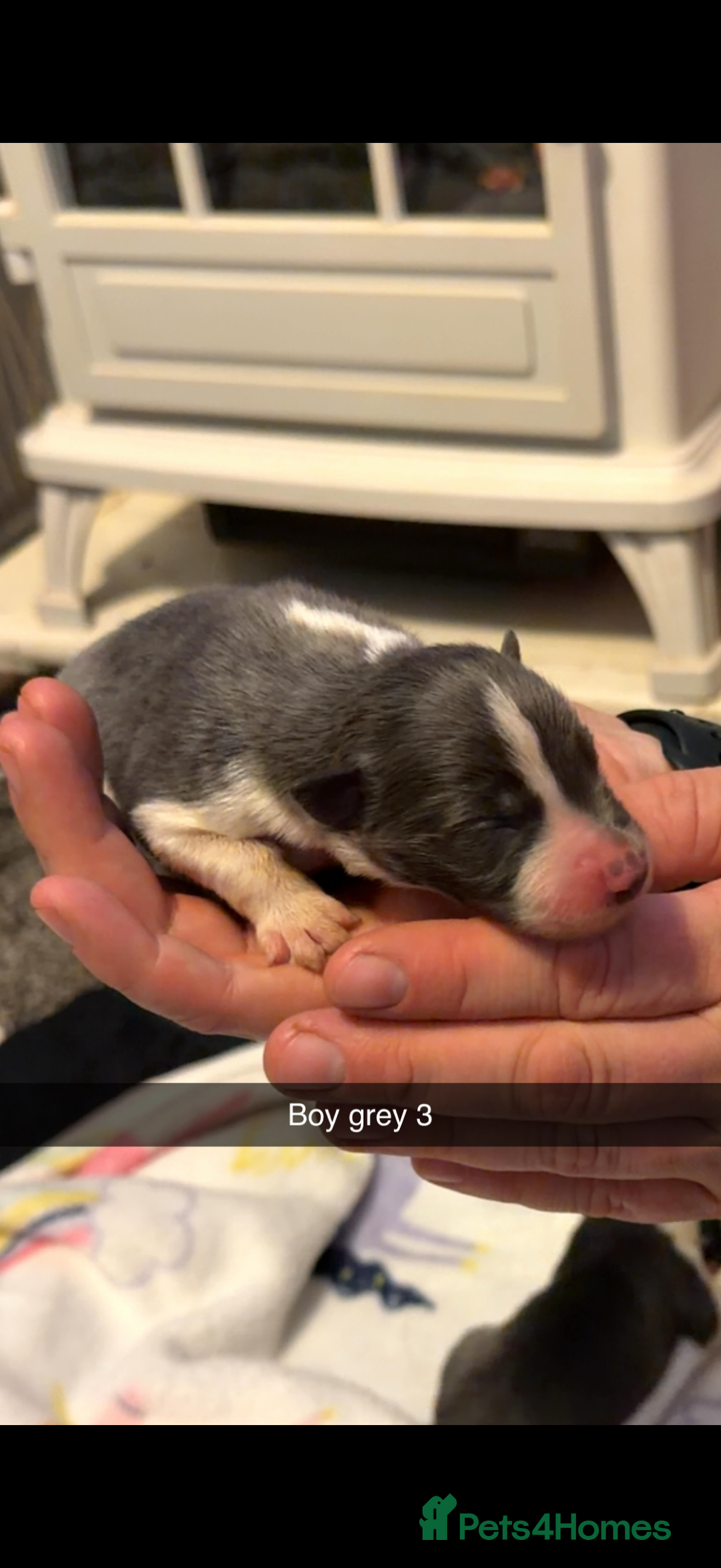 Border Collie dogs for sale: 10 amazing puppies - Advert 6