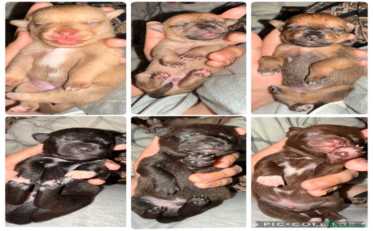 Mixed Breed dogs 6 jackmix puppies ready end of December  - Advert 1