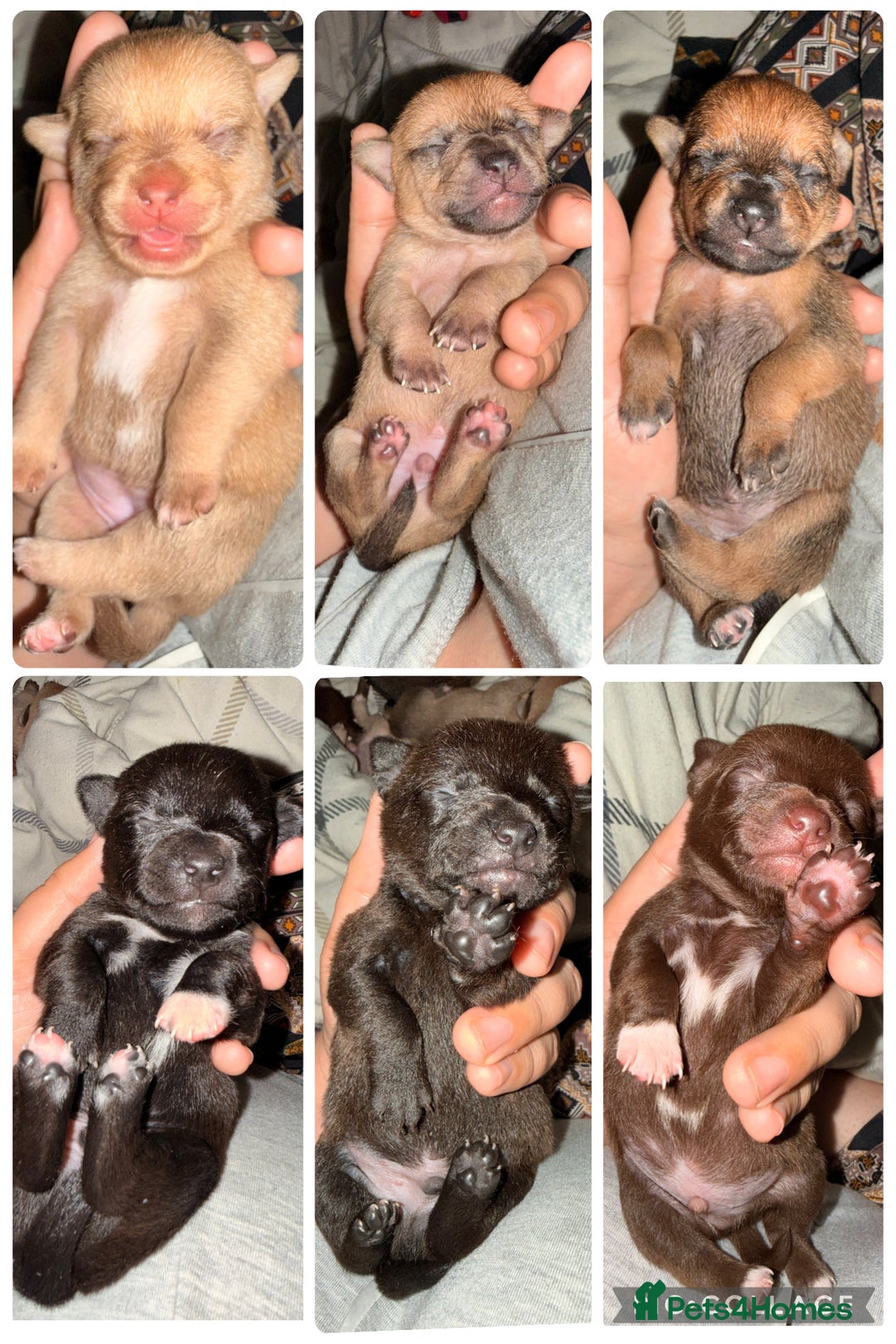 Mixed Breed dogs for sale: 6 jackmix puppies ready end of December  - Advert 1
