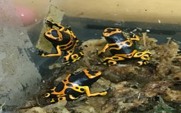 Frog reptiles for sale: Bumble bee dart frogs x3 - Image 1