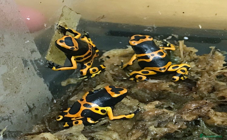 Frog reptiles - Advert 1