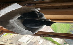 Mixed Breed cats for sale: 2 Sweet Black Kitties - Image 6