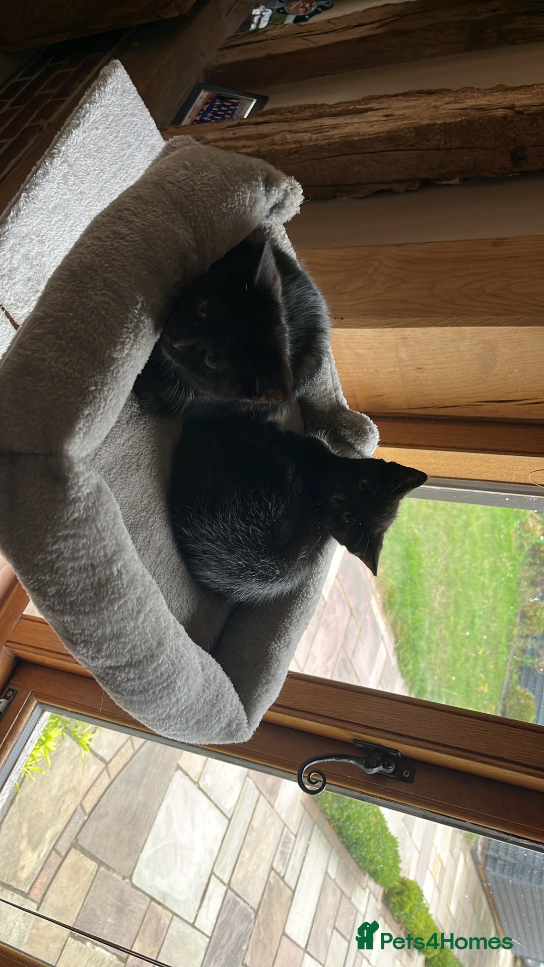 Mixed Breed cats for sale: 2 Sweet Black Kitties - Image 6