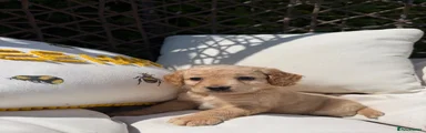 Cockapoo Puppy 4